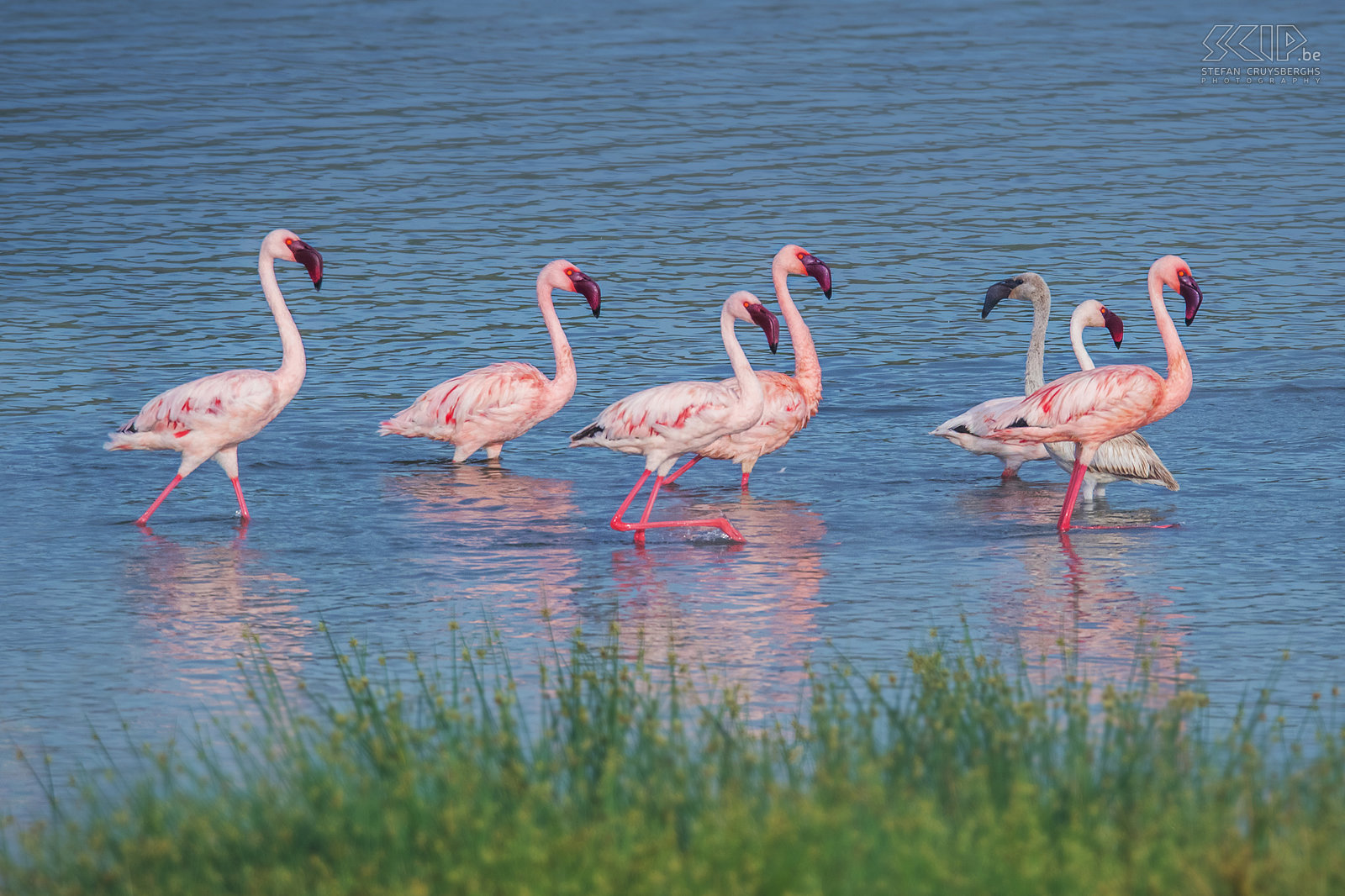 Lake Chitu - Flamingo's De gewone flamingo (Greater flamingo, Phoenicopterus roseus) is de grootste flamingo-soort. Het merendeel van het verenkleed is roze-wit maar de vleugeldekveren zijn rood. Jonge vogels hebben een grijze kleur. En ook bij de flamingo's gaan de jongeren soms tegen de stroom in. Stefan Cruysberghs